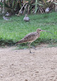 Wasit Wetland Centre