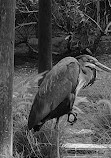 Wasit Wetland Centre