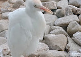 Wasit Wetland Centre