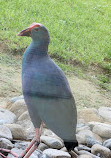 Wasit Wetland Centre