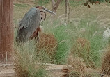 Wasit Wetland Centre