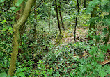 Priory Woods