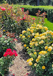 Memorial Park Rose Garden