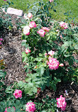 Memorial Park Rose Garden