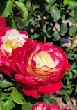 Memorial Park Rose Garden