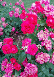 Memorial Park Rose Garden