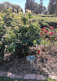 Memorial Park Rose Garden