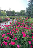 Memorial Park Rose Garden