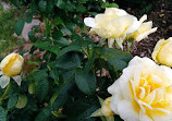 Memorial Park Rose Garden