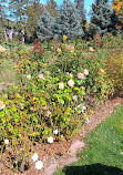 Memorial Park Rose Garden