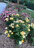 Memorial Park Rose Garden