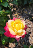 Memorial Park Rose Garden