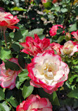 Memorial Park Rose Garden