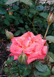 Memorial Park Rose Garden