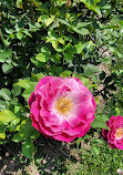 Memorial Park Rose Garden