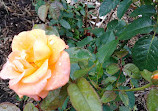 Memorial Park Rose Garden