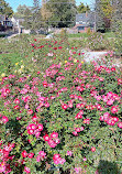 Memorial Park Rose Garden