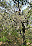 Currituck Banks Reserve