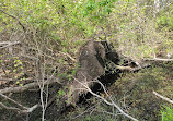 Currituck Banks Reserve