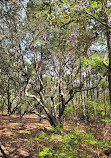 Currituck Banks Reserve