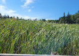 Jack Pine Trail