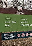 Jack Pine Trail