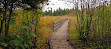 Jack Pine Trail