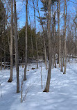 Jack Pine Trail