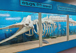 Regional Museum of Natural History