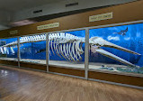 Regional Museum of Natural History