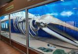 Regional Museum of Natural History