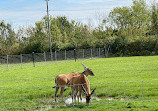 Safari Niagara