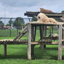 Safari Niagara