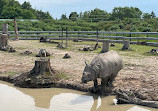 Safari Niagara