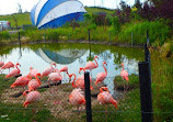 Safari Niagara