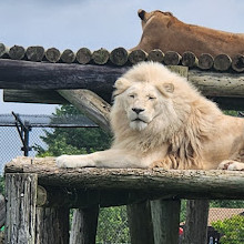 Safari Niagara