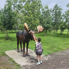 Safari Niagara