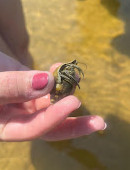 Coastal Wildlife Adventures