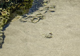 Elliott Heads rock pools