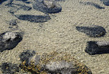 Elliott Heads rock pools