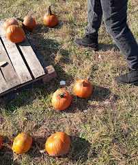 Green Meadows Farm Brooklyn