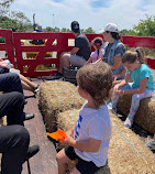 Green Meadows Farm Brooklyn