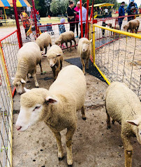 Green Meadows Farm Brooklyn