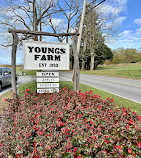 Youngs Farm