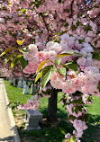 Congressional Cemetery