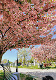 Congressional Cemetery