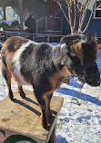 The Farm at Awbury Arboretum