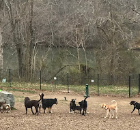 Paw Point Dog Park