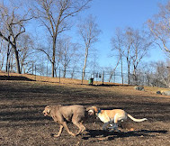 Paw Point Dog Park