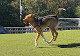 Latrobe Dog Park